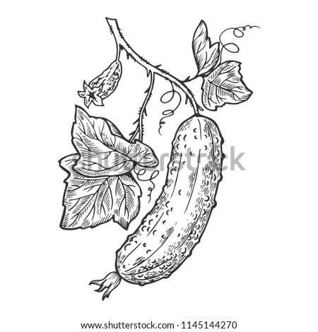 Cucumber plant branch engraving raster illustration. Scratch board style imitation. Hand drawn image.