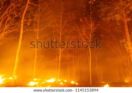 Forest fire, Wildfire burning tree in red and orange color at night in the forest at night,  North Thailand.