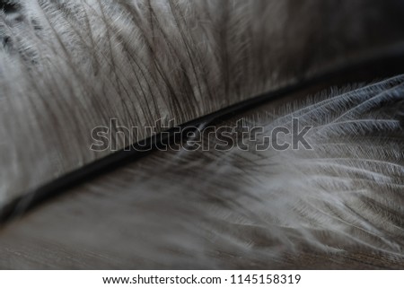 Close up detail of a feather.