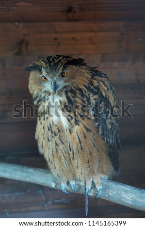 Owl on a perch, Italy