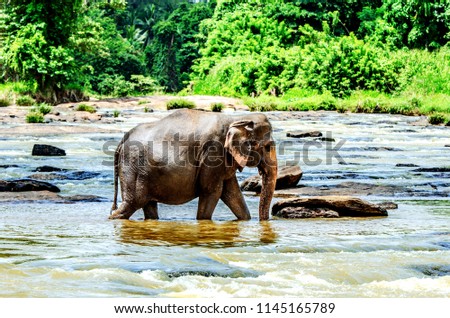 The elephant is walking along the river. Pinnawala Elephant Orphanage. Sri Lanka.