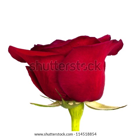 rose with leaves isolated on white