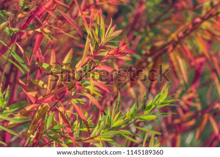 Beautiful view of light shining on autumn thin leaves on red twigs. Bright red, pink, green leaves in fall. Bright Autumn background with many colorful leaves. Sunny day. Filled full frame picture.