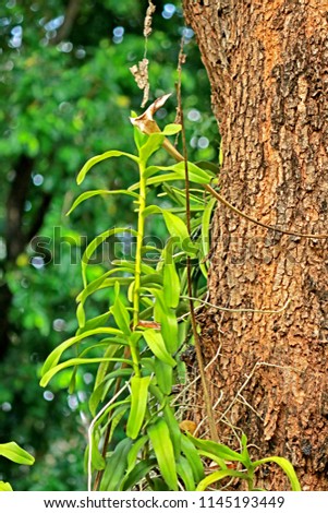 Wild orchid on the tree