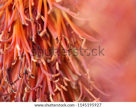 Red Aloe Flowers in Bloom, South Africa