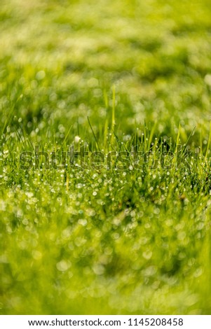 Beautiful green lawn freshly mowed with rain dew and background blur bokeh