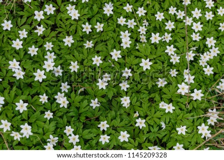large field of white anemone flowers in spring. a plant of the buttercup family, typically bearing brightly colored flowers. Anemones are widely distributed in the wild