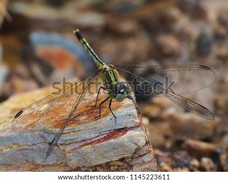 the green dragonfly slanted wings sits on a rock 
