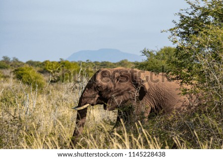 Elephant in South Africa national park