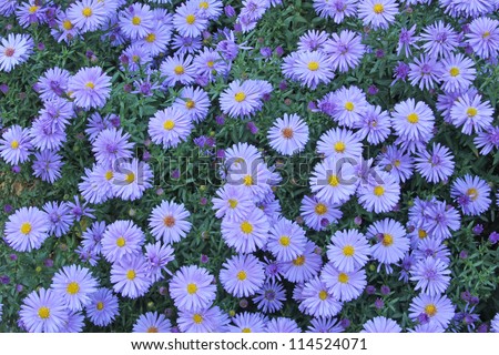 Blooming European Michaelmas Daisy (Aster amellus) Royalty-Free Stock Photo #114524071