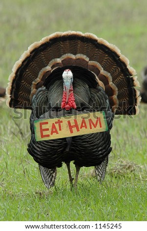 humorous photo of a wild turkey carrying an "eat ham" sign