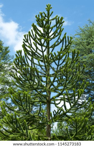 Monkey puzzle tree.
This picture is a beautiful Monkey puzzle pine unusually.