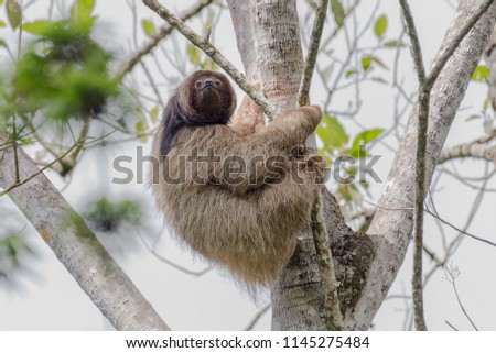 Maned sloth in the brazilian atlantic forest