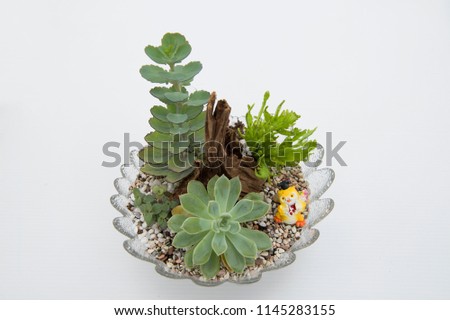 Top view on a fresh succulent plants table centerpice arrangement in a glass bowl with soils covered with mixed color pebbles and decorated with yellow clay owl figurine. Isolated on white background.