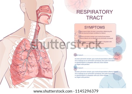 3d vector of the human Respiratory System (Lungs Inside) larynx nasal throttle anatomy. Man body parts. Hand drown sketch illustration Royalty-Free Stock Photo #1145296379