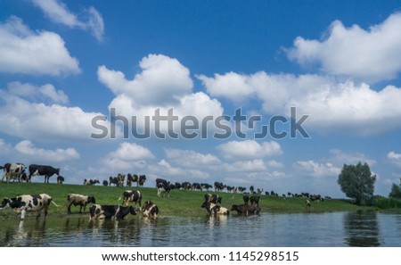 Cows in the water. A pasture against the background of a cloudy sky. Green river bank.