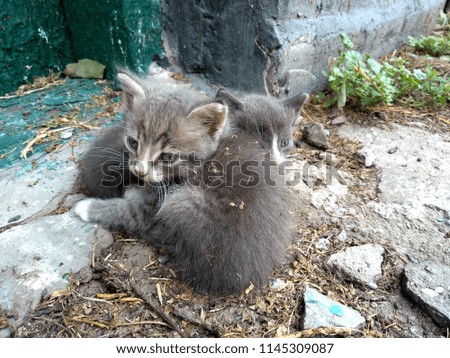 kittens in the village