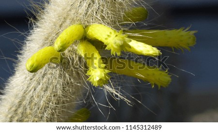 Cleistocactus ritteri is a genus of flowering plants in the cactus family Cactaceae. South America
