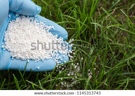 Hand in blue glove fertilizes green grass. Fertilizing lawn 