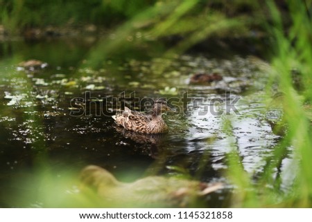 
duck in a pond