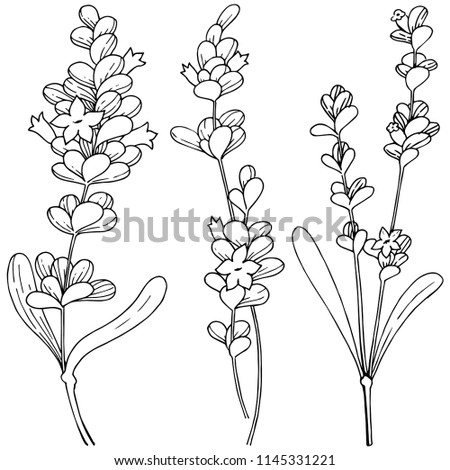 Vector lavender wildflower in a vector style isolated. Vector flower for background, texture, wrapper pattern, frame or border.