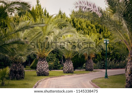 Palm trees like pineapples