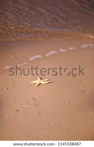 Starfish on the beach. Red Sea. Sunner.