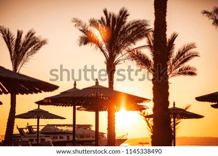 Palm trees and sunrise
