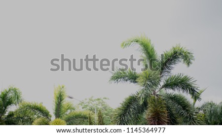  Palm leaves on the background blurred                              
