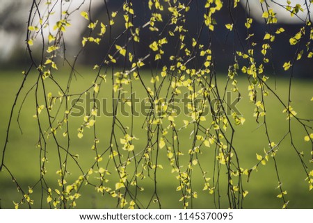 spring blossoms and leaves on birch trees on blur background. rural scene with fresh green foliage