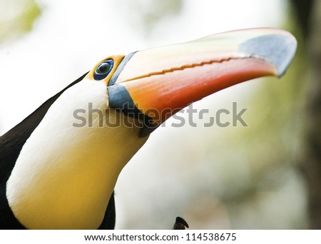 Brazilian Toucan Headshot