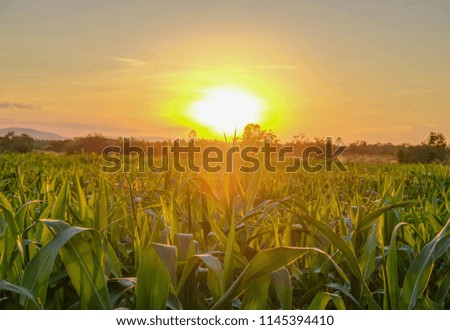 a front selective focus picture of organic young corn field at agriculture field.
