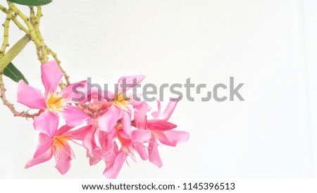 Beautiful pink flowers blossoms as a natural border, studio isolated on pure white background, panorama format flowers isolated on white background,