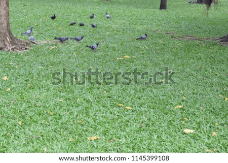 the group of pigeons had thier activities on the grass under the tree.