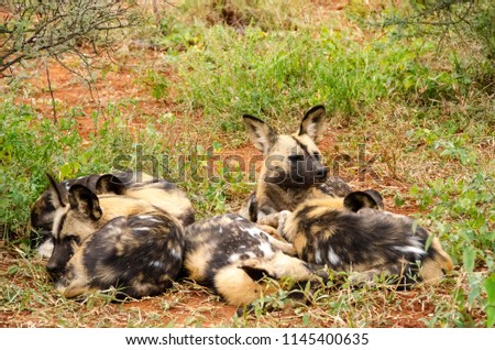 African wild dog in national park, South Africa, Lycaon pictus family