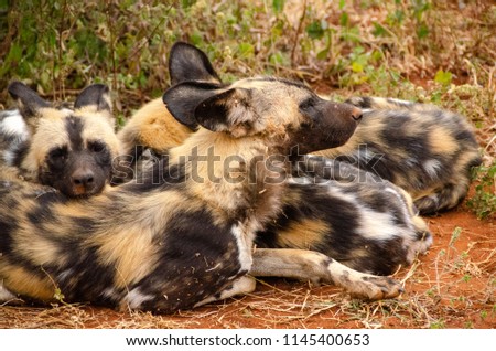 African wild dog in national park, South Africa, Lycaon pictus family