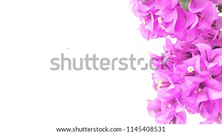  Beauitiful pink bougaville flower on white background. flowers blossoms as a natural border, studio isolated on pure white background, panorama format flowers isolated on white background 
