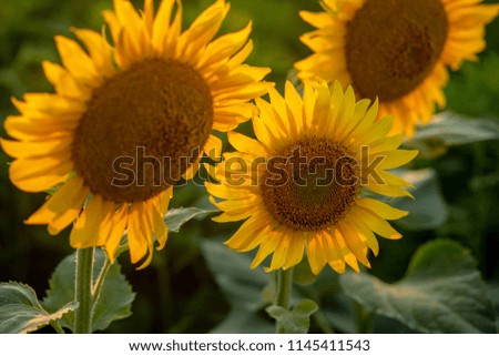 Sun flower Field during sunset hour