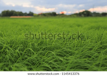 The rice fields,Sapling