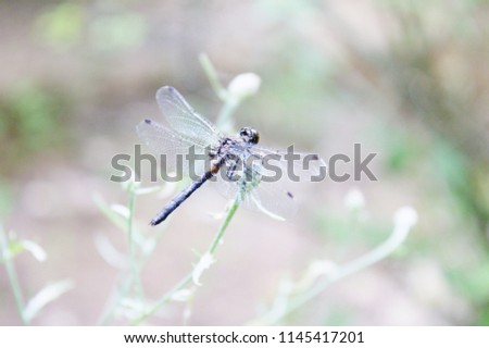 Blue Black Dragonfly with Spotted Transparent Delicate Wings Perched on White Flower Against Soft White Light Background