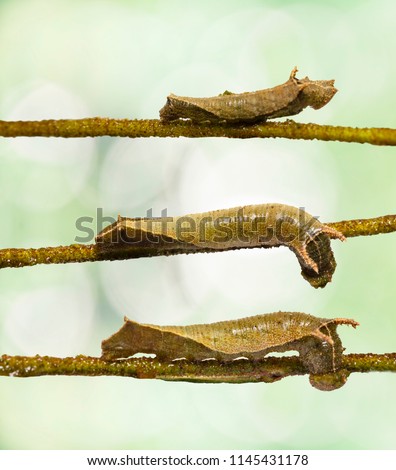 Caterpillar of common lascar butterfly ( Pantoporia hordonia ) eating host plant leaf