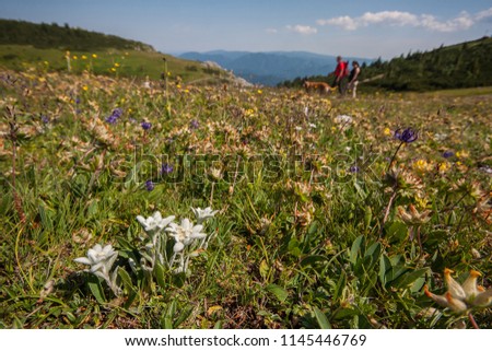 Leontopodium nivale (alpinum), commonly called edelweiss is a well-known mountain flower, belonging to the daisy or sunflower family, Asteraceae. Habit picture in alpine habitat of Rax, Austria.