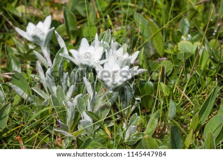 Leontopodium nivale (alpinum), commonly called edelweiss is a well-known mountain flower, belonging to the daisy or sunflower family, Asteraceae. macro picture in alpine habitat of Rax, Austria.