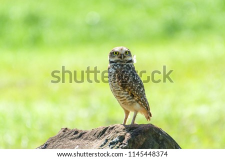 Beautiful owl (Glaucidium minutissimum) on top of a rock.