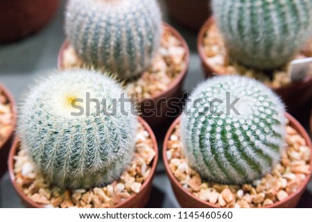 little cactus in market