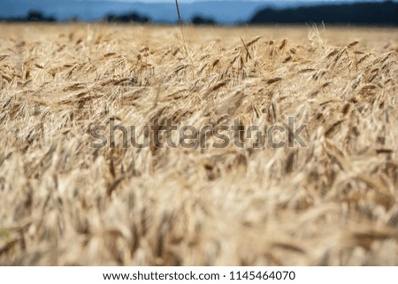 Farm wheat in the Summer