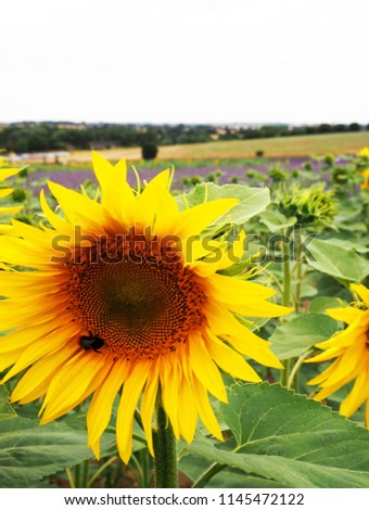 Sunflower and bee, Hitchin lavender field, England. Hitchin larvender field is one of the most visit lavender filed in England. Apart from lavenders, there’s also sunflowers field which’s also famous