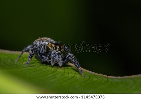 Close up spider on green leaves and dark green background