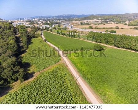 Drone picture from a maize at summertime in Spain