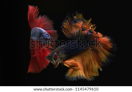 Red betta and Yellow betta fishes with fighting action, siamese fighting fish, betta splendens (Halfmoon betta) isolated with black background